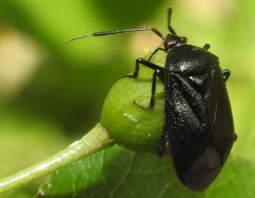 Réf. 264 505 : Deraeocoris trifasciatus